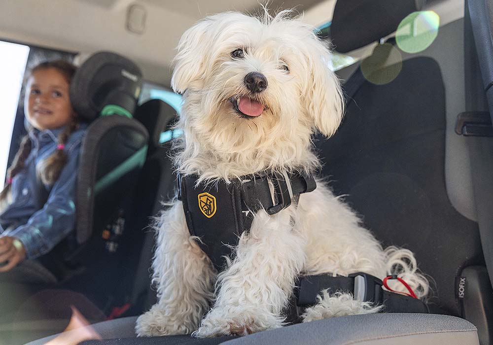 Los mejores consejos para viajar con tu perro en el coche